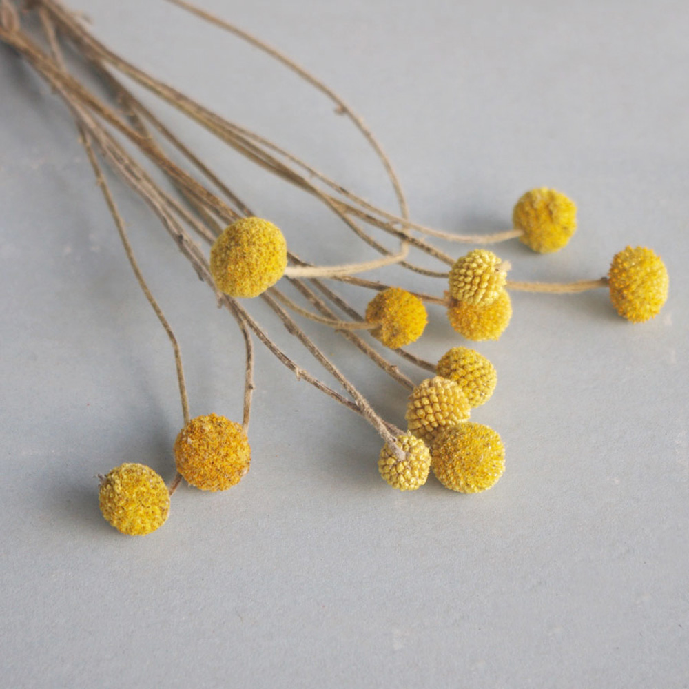 20 個の天然乾燥クラスペディアの花の花束ゴールデン ボール - Dried Flower Bunch のレビューと価格
